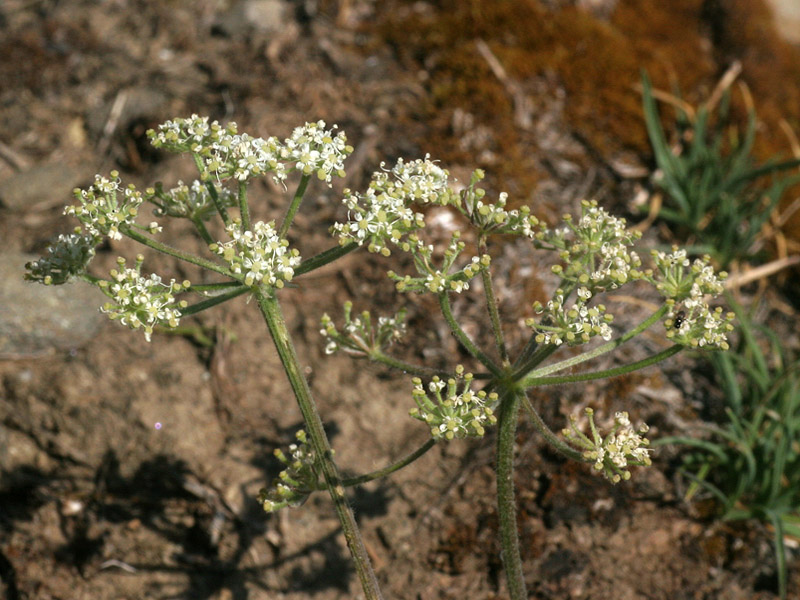 Athamanta cretensis  / Atamanta comune